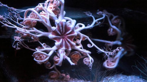 Five arms, no heart and a global family: what DNA revealed about the weird deep-sea world of brittle stars