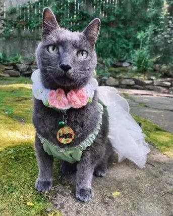 Seattle woman sues Blue Angels claiming the military jets traumatized her dying cat