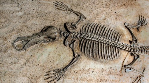What Lies Beneath: The 20 Coolest Fossils Ever Discovered