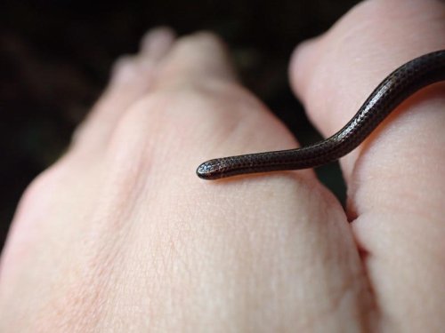 World's smallest snake rediscovered 20 years since last sighting