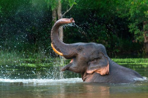 Creative ways animals cool themselves off