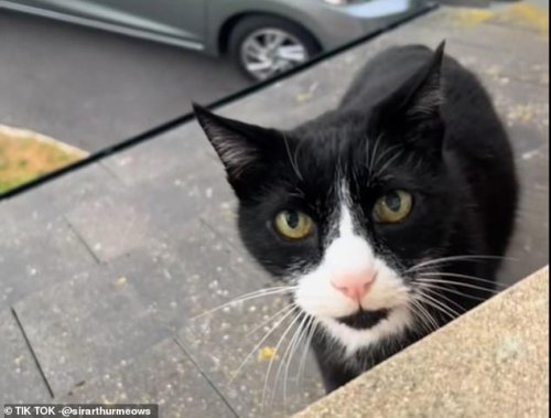 Social media users are baffled by a video of a cat with a 'British accent': 'Definitely a Scouser'
