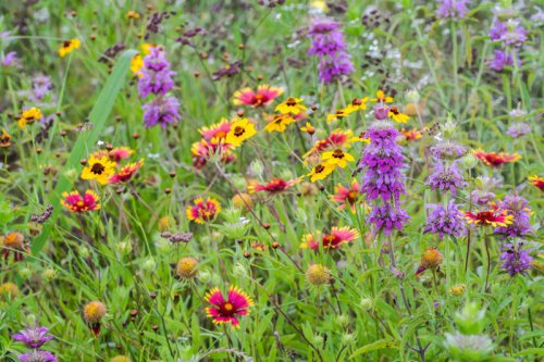 Butterflies, hummingbirds, and bees love this long-blooming perennial&mdash;and you will too