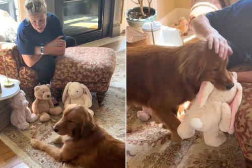Injured Golden Retriever Goes Viral After His Grandma Offers Him the Sweetest Recovery Gift (Exclusive)