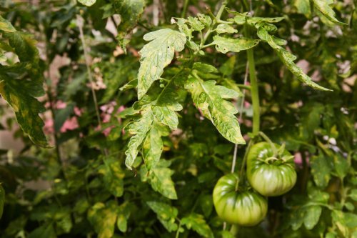Top 5+ common tomato problems and how to solve them