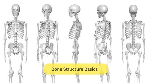 Bone Structure Basics The two hundred and six bones in the body form an essential component of the musculoskeletal system. They are made of both organic and inorganic components, including collagen, calcium and phosphate. The bones play a vital role in structurally supporting the body, and even producing blood cells. (Image: Canva), What Is Osteoporosis Osteoporosis is said to be the most common bone disorder. Characteristically, it shows low bone mass and the disorganisation of the micro-architecture of the bones. This enhances bone fragility and can lead to an increased risk of fractures. There exists an inverse relationship between bone mass density and risk of fractures in older adults. (Image: Canva), Higher Risk in Women Women are four times more likely to have osteoporosis as compared to men. The pathology may be attributed to an increase in the breakdown of bones or decrease in bone formation. Both types of bones, long, thick ones like the femur and thin ones with a high surface area like the vertebrae can be involved in this condition. (Image: Canva), Hormonal Risk Factors Multiple factors and causes can lead to the development of low bone density. Osteoporosis is quite common in post-menopausal women and in the elderly population. Hormonal imbalance due to conditions like type 1 diabetes mellitus, deranged levels of thyroid hormones, pituitary (master gland) tumours or increased cortisol, like in Cushing&rsquo;s syndrome. (Image: Canva), Other Medical Conditions States with hypogonadism can also cause osteoporosis, namely Turner&rsquo;s syndrome, Klinefelter&rsquo;s syndrome, and premature or primary ovarian failure. Anorexia nervosa, an eating disorder that causes affected individuals to obsess over their weight and their diet leading to bouts of vomiting, can also cause osteoporosis. (Image: Canva), Nutritional Causes Listed There are a number of nutritional or gastrointestinal reasons that can also affect bone density in the body. These include pernicious anaemia (vitamin B12 deficiency), malabsorption syndromes or malnutrition. Deficiencies like that of vitamin C or D can also lead to osteoporosis. In people who are obtaining their nutrition through intravenous fluids (like after a surgery), can also develop this condition. (Image: Canva), Fracture Risk Increases While osteoporosis is clinically silent most of the time, it certainly increases the risk of fractures. The elderly often suffer fragility fractures because of this, that is, even a mechanical force that would not ordinarily result in a discontinuity in the bone can result in a fracture. Sudden spine pain due to vertebral fractures, and hip and wrist fractures are commonly seen. (Image: Canva), Diagnosis and Tests A plain X-ray is useful in identifying a fracture, and a CT or an MRI may help detect the same. However, radiography may not be able to adequately detect this disease in its early stages. Bone Mineral Density measures the mineral content of bones like calcium, potassium, manganese, and other minerals. This can aid in diagnosis. (Image: Canva), Treatment and Lifestyle The treatment for osteoporosis is mainly aimed at reducing the risk of fractures. Lifestyle changes must be made to manage this condition, like consuming enough amount of calcium through food (or supplements if prescribed). Smoking must be stopped and one may be encouraged to use gums, nicotine patches and therapy to help quit smoking. (Image: Canva), Exercise Recommendations Weight bearing exercises should be added to the treatment plan, like brisk walking, running, jumping rope or even hiking. Strength training by lifting weights, or calisthenics using one&rsquo;s own body weight or a resistance band can also help. Yoga may also be suggested for weight bearing and strength training. (Image: Canva) Disclaimer: This article, including health and fitness advice, only provides generic information. Don&rsquo;t treat it as a substitute for qualified medical opinion. Always consult a specialist for specific health diagnosis, Top 10+ things to know about osteoporosis: The silent bone disease