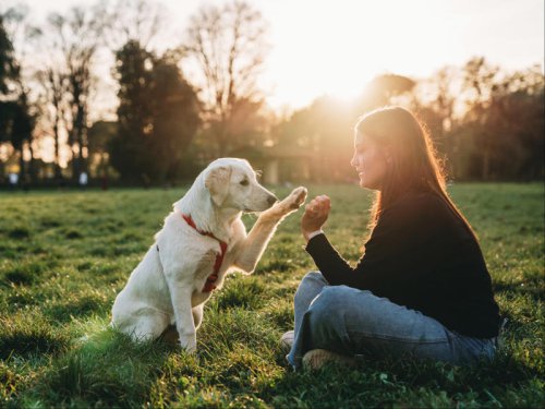 Your dog can actually sense how you&rsquo;re feeling, scientists say
