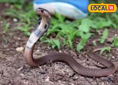 How Long Do Snakes Live? Pythons Have The Longest Lifespans | Photos