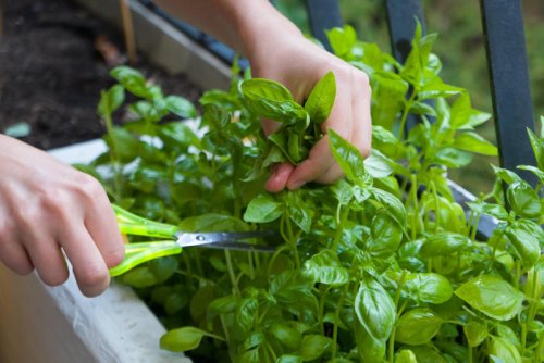 How to make the most of your crop of garden herbs