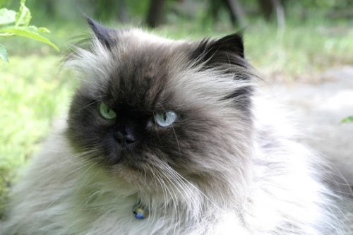 These breeds make the purrfect house cats