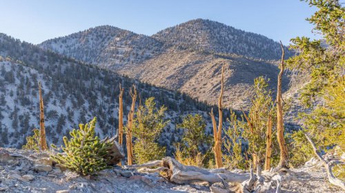 One Of The Best Hikes In The World Is A Quiet, Ethereal Trail Through California's Ancient Bristlecone Pines