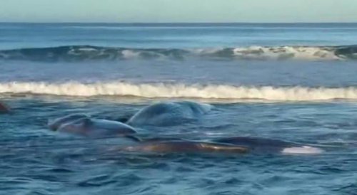 Why are whales washing ashore in Japan? Scientists explain strandings amid tsunami warnings