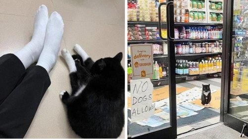 Top 25+ Relatable Cats Who Are Just Like Us Humans