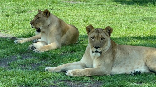 Lion Country Safari KOA closing after park, zoo sold to Larry Ellison