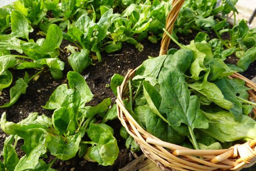 Top 6+ Vegetables to Plant Right Now If You Want to Eat Them This Fall