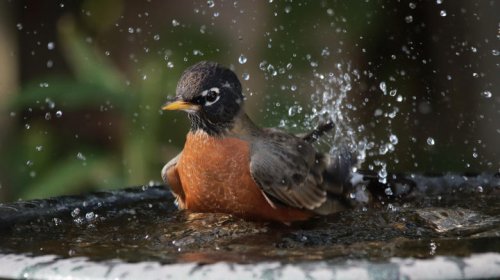 How To Choose Which Popular Birdbath Type Is Best For Your Yard