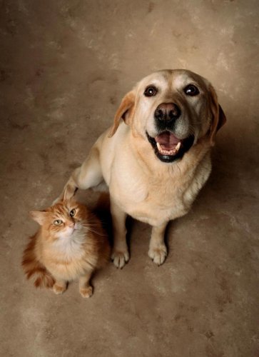 Top 8+ Adorable Dog Breeds That Get Along With Cats