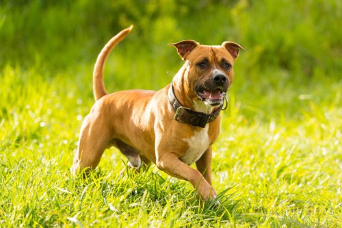 Top 21+ Loyal Guard Dog Breeds That Will Help Protect Your Family