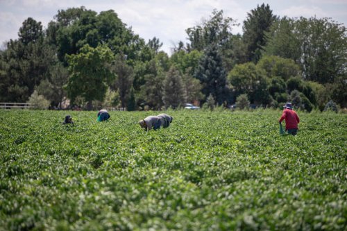 Sweet heat that can't be beat: Pueblo chile season has arrived