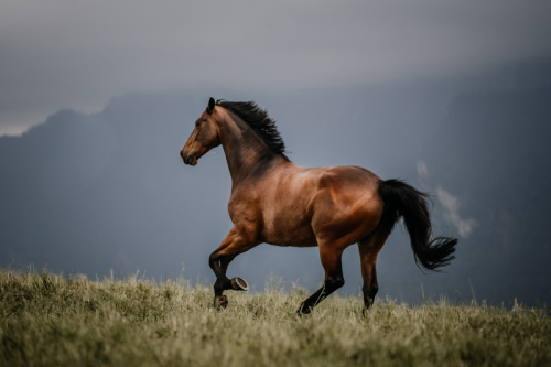Boy Horse Names, Girl Horse Names, Unique Horse Names, Racehorse Names , Horse Names Inspired by Food, Famous Horse Names from TV, Film, and Books, Hay There! These Are the Best Horse Names for Your New Pony Pal