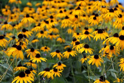 Black-eyed Susans, Lantana, Ice plants, Coreopsis &lsquo;Moonbeam&rsquo;, Switchgrass, Catmint, Sedum, Top 7+ hard-to-kill plants that thrive in heat, drought, and poor soil