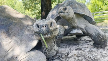Metro Richmond Zoo introduces new Galapagos tortoise experience to educate public on endangered species