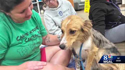 Drone helps rescue York County dog trapped in jar after days-long search