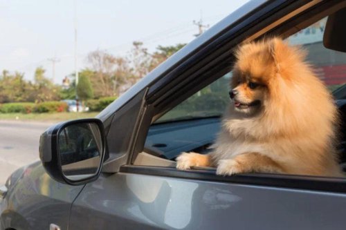 Top 17+ Ways to Keep Pets Safe in the Car