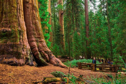 A First-time Guide To Sequoia National Park