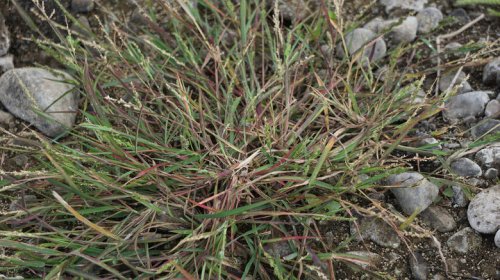 One Of The Easiest Ways To Kill Crabgrass (And Whether It's Right For You)