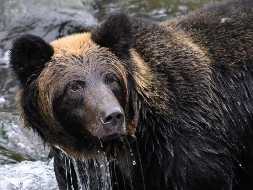 Top 15+ Wild Animals You Should Never Feed