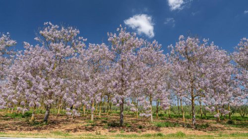 Think Twice Before Planting These 5 Trees &mdash; They're Banned In Several US States