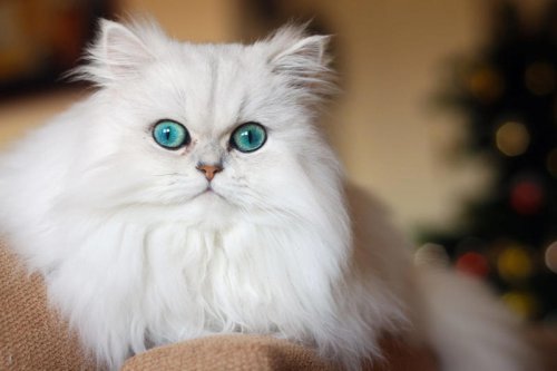 Top 15+ Smartest Cat Breeds, According to Veterinarians