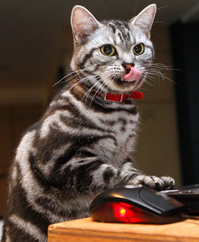 Most popular cat breeds of 2025: Which is your favorite?