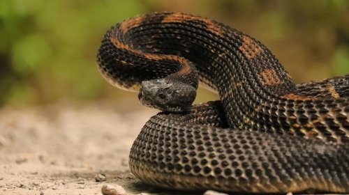 Pennsylvania's Most Snake-Filled Spots Are Not For The Faint Of Heart