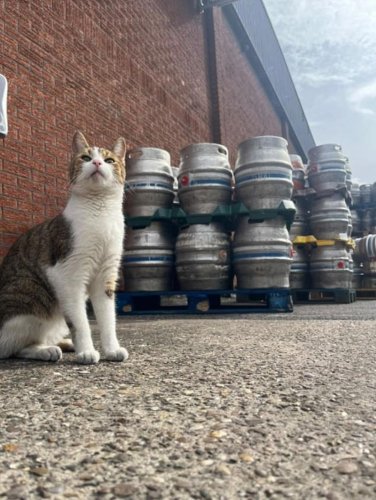 Adventurous cat Peanut travels more than 30 miles from home to Nottingham pub - for the SECOND time