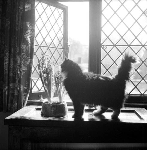 Tricks to remove pet odors from your home