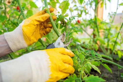 Why You Need to Prune Tomato Plants, When to Prune Tomato Plants, How to Prune Tomato Plants , How Often Should You Prune?, Essential Tools for Pruning Tomatoes, Pruning Tips for Different Types of Tomatoes, After You Prune Your Tomatoes, FAQs on Tomato Pruning, We Discovered the BEST Way to Prune Tomato Plants for Bigger, Tastier Harvests