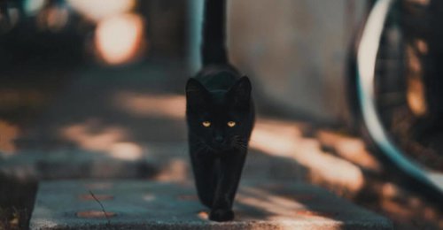 1. Night Vision Masters, 2. Ancient Deity Connections, 3. The Perfect Familiars, 4. Independent Spirit Kindred, 5. Victims of the Same Persecution, Top 5+ Interesting Reasons Why Cats Are Associated with Witchcraft