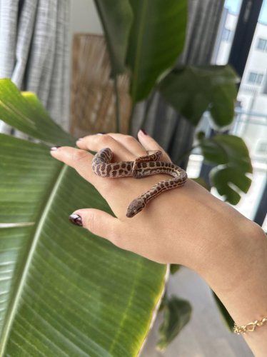 'Everyone keeps asking me why the hell I welcomed a snake into my home. Here's the answer'
