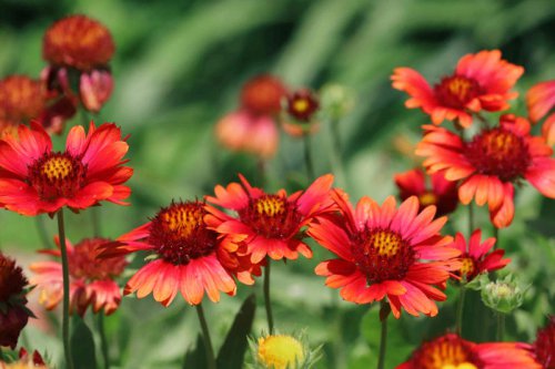 Top 10+ fast-growing perennials that create a full garden in no time
