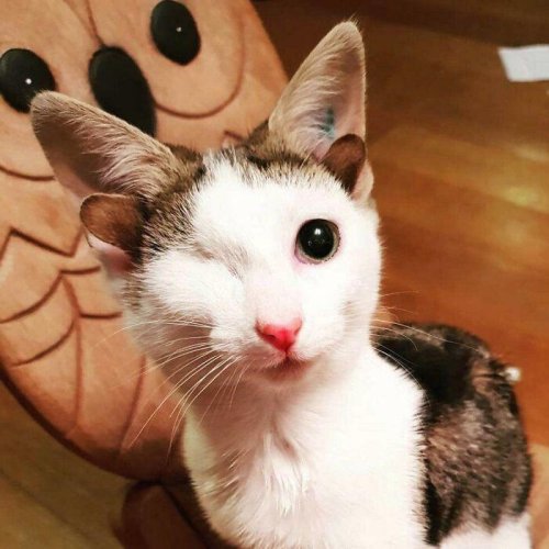 Top 39+ Pets With Unique Genes That Have Given Them Really Distinctive Looks