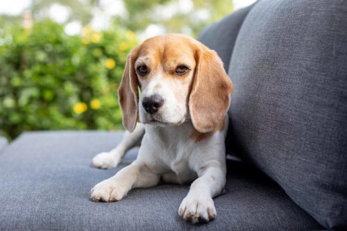 The 10 Hardest Dogs to Train, According to Experts