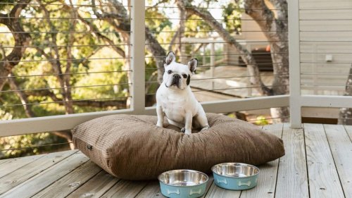 The 14 best pet-friendly hotels with over-the-top dog perks