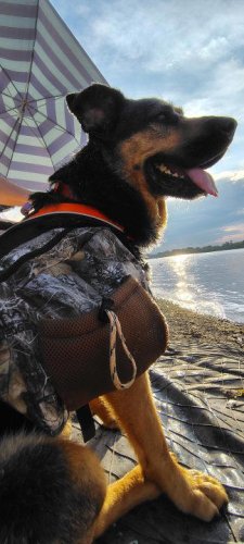 Celebrating dogs around Dayton: National Dog Day 2025
