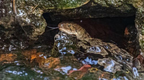 Maine's Most Beautiful Lakes And Rivers Are Also Snake Hotspots (Here's How To Stay Safe)