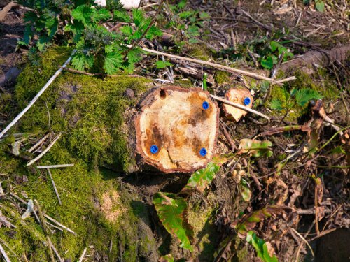 How to kill a tree stump, 1. Use chemicals&mdash;with care&mdash;to kill a tree stump, 2. Grind the tree stump out, 3. Kill the stump with fire, 4. The &ldquo;natural&rdquo; method: time, patience, and salt to kill a tree stump, Frequently asked questions, What household products kill tree stumps?, What is the fastest way to kill a tree stump and roots?, How long does it take to kill a tree stump?, What is the fastest way to remove a tree stump?, What are the reasons to kill a tree stump?, Can a tree grow back from a tree stump?, How to kill a tree stump, according to experts&mdash;and why it&rsquo;s important for your yard&rsquo;s health