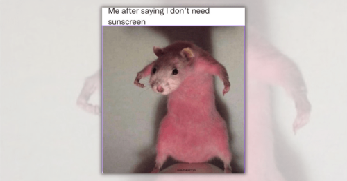 A Smol Selection of 19 Tiny Animal Memes That Are Short in Stature But Large in Laughs
