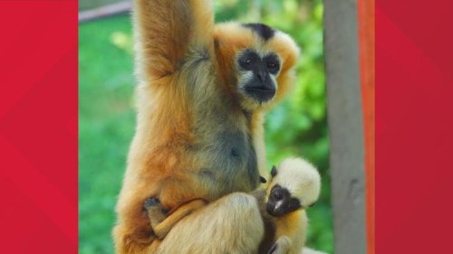 Akron Zoo announces name of endangered white-cheeked gibbon baby