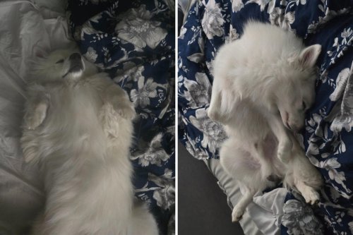 Cat revealing a big secret from family on cold night wins pet of the week